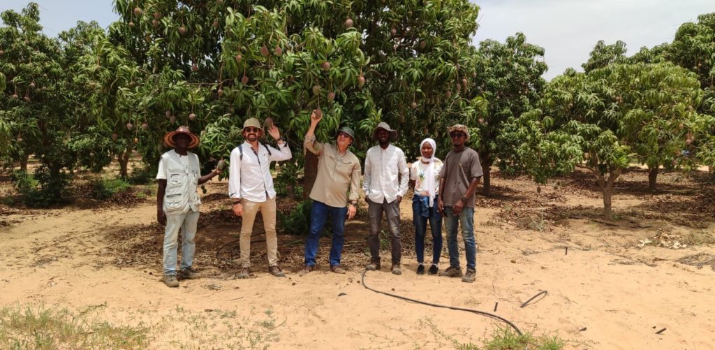 Ultimos preparativos para la campaña de mango de Senegal