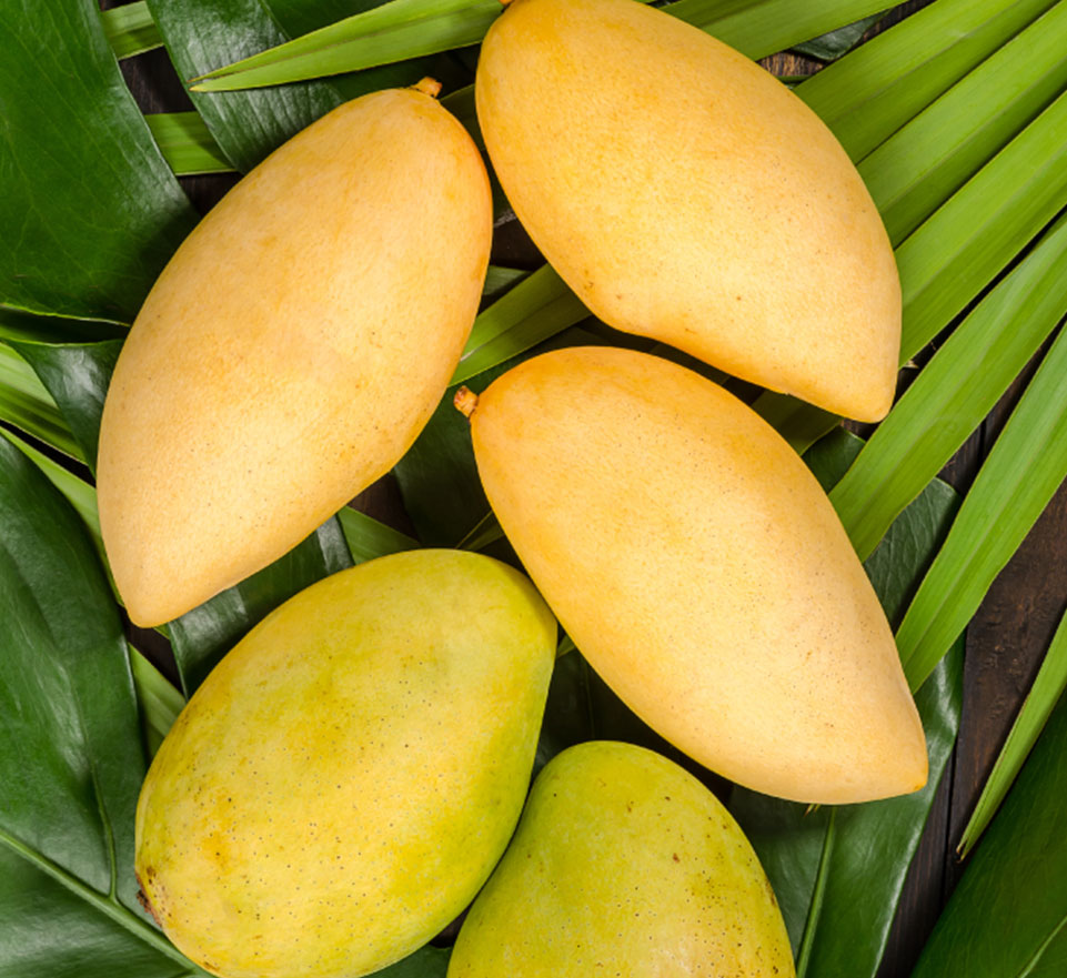 Nagamitropi products